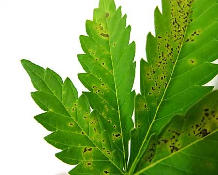 Click image for larger version  Name:	closeup-calcium-deficiency-leaf-sm.jpg Views:	1 Size:	35.0 KB ID:	138821