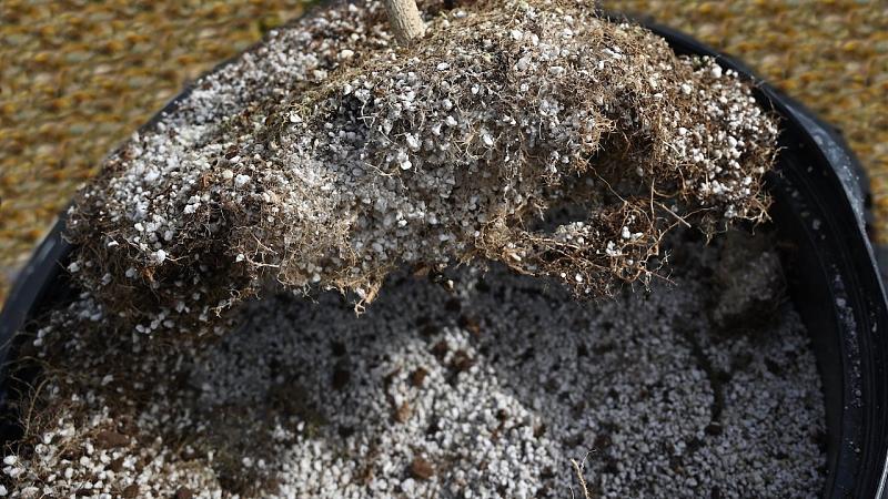 Click image for larger version

Name:	Root Structure 1.jpg
Views:	597
Size:	325.2 KB
ID:	362667