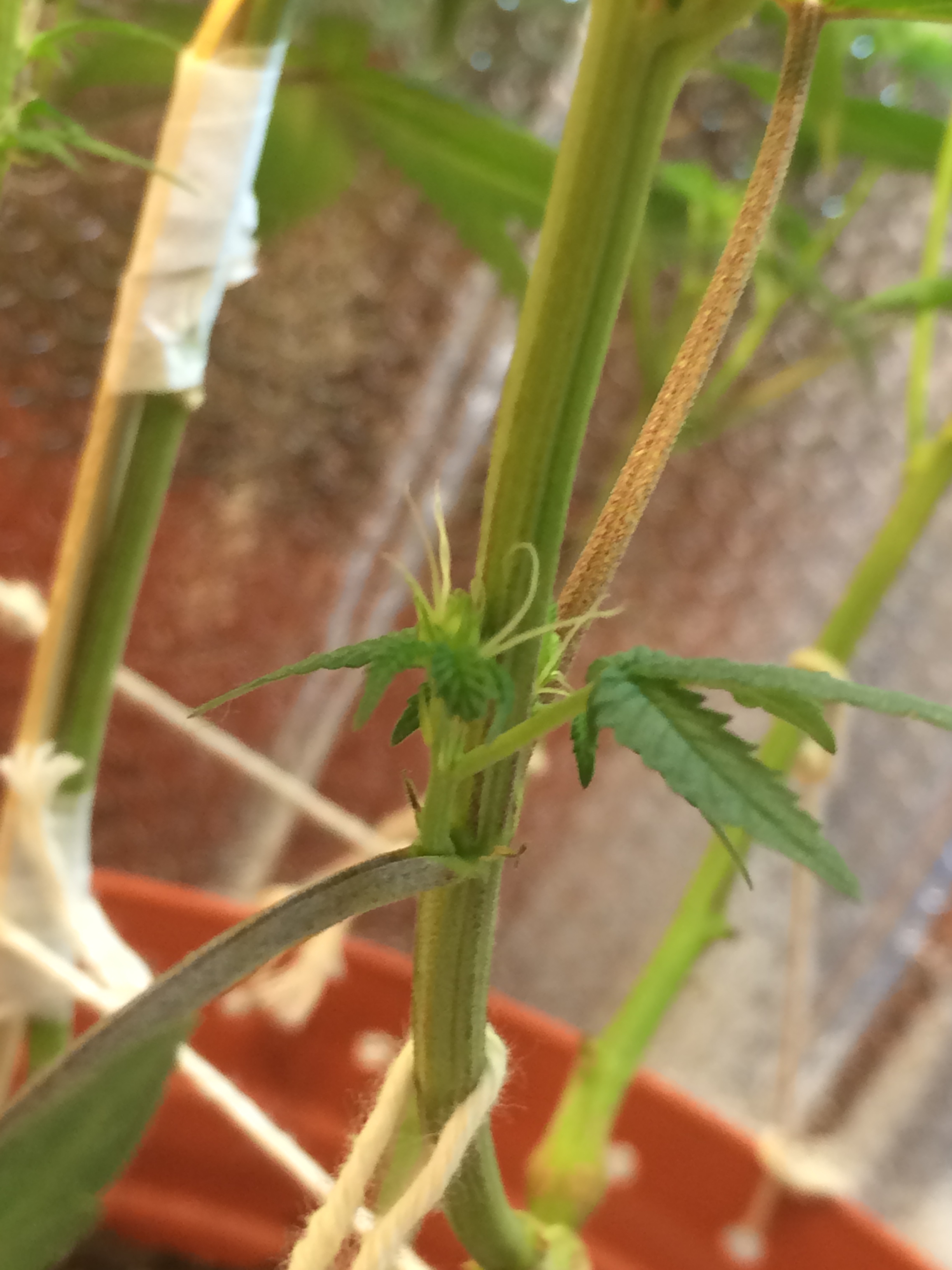 Grand Daddy Purple CFL Mircrogrow Cannabis Growing Forum