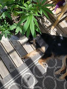 Click image for larger version

Name:	20190711_151131[1].jpg
Views:	198
Size:	3.48 MB
ID:	322105