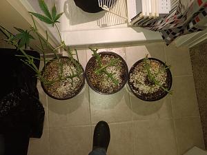 Click image for larger version

Name:	IMG_20190401_210645964-1843x1382.jpg
Views:	392
Size:	473.4 KB
ID:	302337