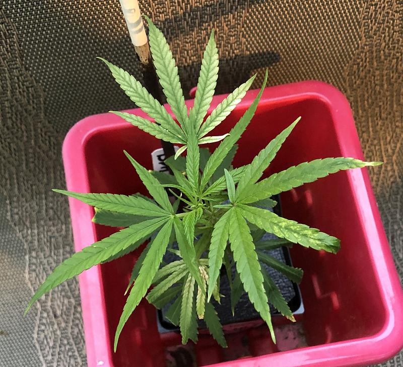 Click image for larger version

Name:	Blue Dream yellow.jpg
Views:	287
Size:	1.14 MB
ID:	420502