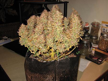 Click image for larger version

Name:	IMG_2037.jpg
Views:	504
Size:	2.09 MB
ID:	579474