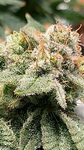 Click image for larger version

Name:	trich2 copy.jpg
Views:	268
Size:	321.4 KB
ID:	421486