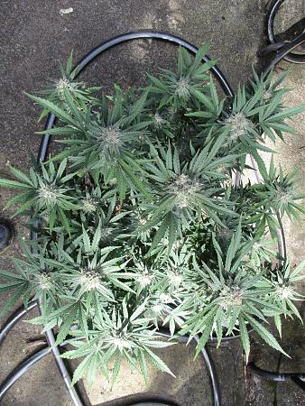 Click image for larger version

Name:	IMG_0749.JPG
Views:	424
Size:	1.52 MB
ID:	421663