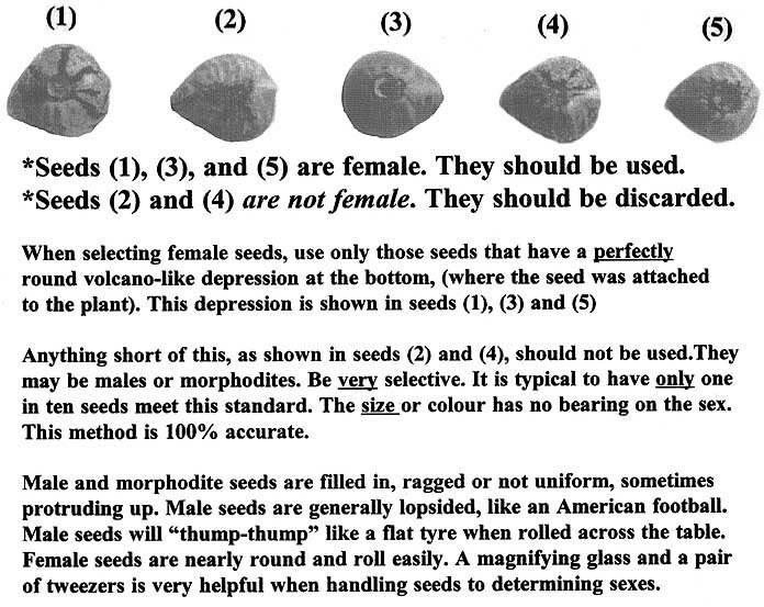 Click image for larger version

Name:	Sexing-cannabis-seeds-chart.jpg
Views:	709
Size:	125.5 KB
ID:	421796