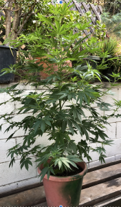 Click image for larger version

Name:	Young Tree.png
Views:	204
Size:	1.87 MB
ID:	433191