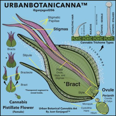 Click image for larger version

Name:	2-Cannabis-Pistillate-Flower-OShaughnessys-RBG-2-400x400.jpg
Views:	280
Size:	67.9 KB
ID:	421807