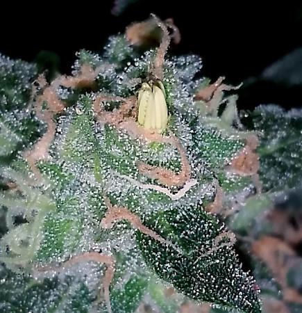 Click image for larger version

Name:	cannabis-hermie-yellow-nanner-banana.jpg
Views:	1076
Size:	143.5 KB
ID:	378600