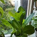 Click image for larger version

Name:	tobacco2020.jpg
Views:	366
Size:	1,005.9 KB
ID:	421923