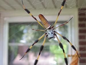 Click image for larger version

Name:	clavipes.JPG
Views:	590
Size:	233.6 KB
ID:	321975