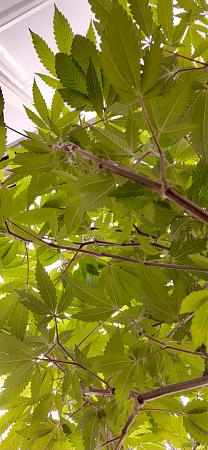 Click image for larger version

Name:	20200702_084425.jpg
Views:	206
Size:	1.11 MB
ID:	423467