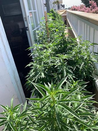 Click image for larger version

Name:	balcony grow.jpg
Views:	460
Size:	184.5 KB
ID:	423555