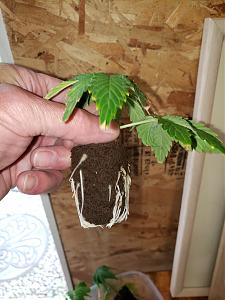 Click image for larger version

Name:	20190710_133503[1].jpg
Views:	245
Size:	1.85 MB
ID:	323423