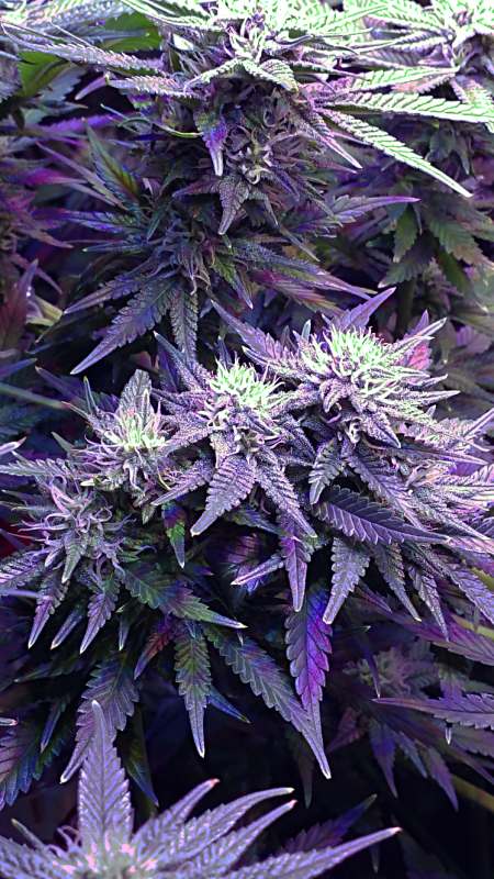Click image for larger version

Name:	BD Week 15 - sugar buds 1 20190307_190959.png
Views:	399
Size:	2.14 MB
ID:	296961