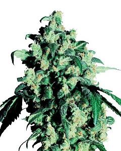 Click image for larger version

Name:	green-crack-.jpg
Views:	307
Size:	62.6 KB
ID:	321471