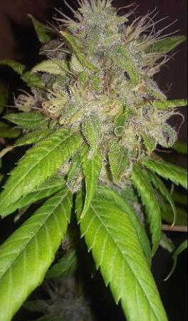 Click image for larger version

Name:	20160824_184849-1.jpg
Views:	679
Size:	45.8 KB
ID:	15282