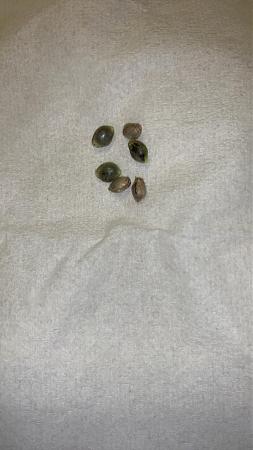 Click image for larger version

Name:	seeds.jpg
Views:	236
Size:	382.1 KB
ID:	424695