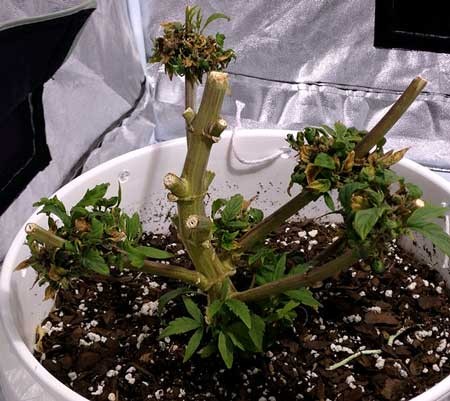 Click image for larger version

Name:	just-harvested-reveg-cannabis-3-days-later-sm.jpg
Views:	94
Size:	62.5 KB
ID:	141188