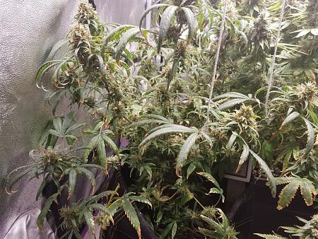 Click image for larger version

Name:	Bag Seed _8-5-17.jpg
Views:	187
Size:	2.39 MB
ID:	123876