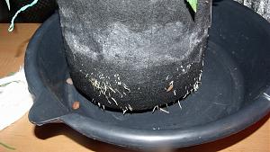 Click image for larger version

Name:	GEDC0741.JPG
Views:	786
Size:	1.73 MB
ID:	130482