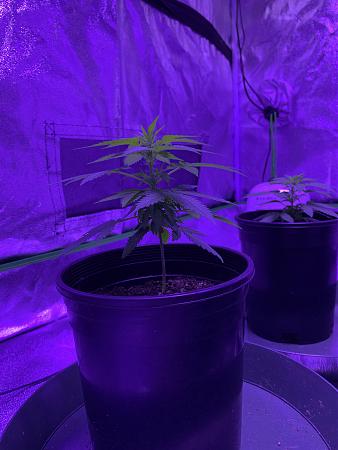 Click image for larger version

Name:	plant 1.jpg
Views:	271
Size:	1.67 MB
ID:	425226