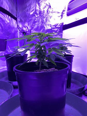 Click image for larger version

Name:	plant 2.jpg
Views:	247
Size:	1.37 MB
ID:	425227