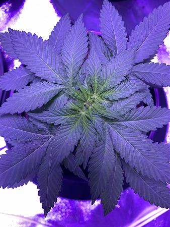 Click image for larger version

Name:	top of plant 2.jpg
Views:	235
Size:	2.19 MB
ID:	425228