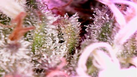 Click image for larger version

Name:	2017-07-15-C99-Mother-Trichome.jpg
Views:	261
Size:	405.0 KB
ID:	116743