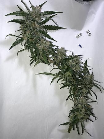 Click image for larger version

Name:	biggest bud c99.JPG
Views:	240
Size:	1.84 MB
ID:	324070