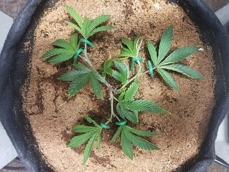 Click image for larger version

Name:	Clone second topping.jpg
Views:	176
Size:	2.25 MB
ID:	124111