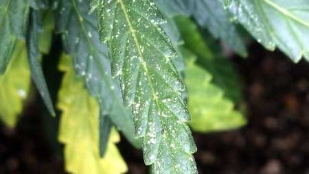 Click image for larger version

Name:	spider-mite-damage-cannabis-sm.jpg
Views:	110
Size:	53.9 KB
ID:	53671