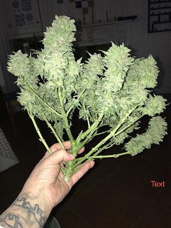 Click image for larger version

Name:	c99 harv.JPG
Views:	277
Size:	2.28 MB
ID:	319715