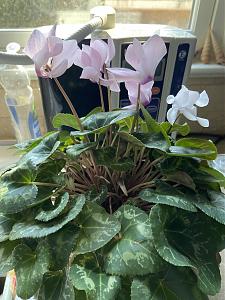 Click image for larger version

Name:	cyclamen apr20 copy.jpg
Views:	460
Size:	342.9 KB
ID:	395359