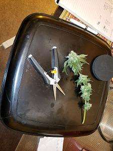 Click image for larger version

Name:	20190903_213834[1].jpg
Views:	219
Size:	2.18 MB
ID:	335022