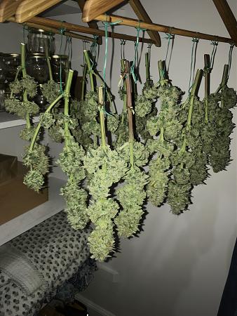 Click image for larger version

Name:	mar10 harvest.JPG
Views:	173
Size:	2.44 MB
ID:	323955
