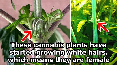 Click image for larger version

Name:	female-pistils-preflowers.jpg
Views:	193
Size:	174.3 KB
ID:	144045