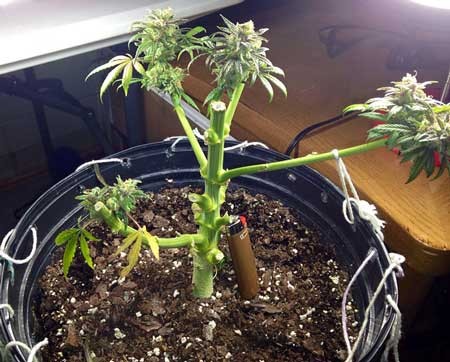 Click image for larger version

Name:	just-harvested-reveg-cannabis-sm.jpg
Views:	96
Size:	57.4 KB
ID:	141187