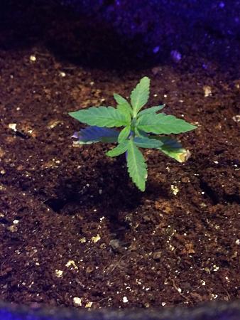 Click image for larger version

Name:	507247_first-trycustomwhite-kush.jpg
Views:	191
Size:	906.4 KB
ID:	309169