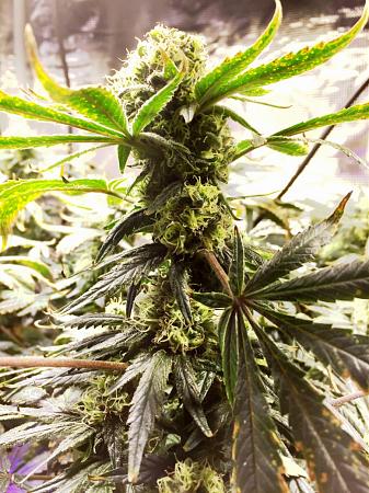 Click image for larger version

Name:	2017-01-13 Purple Trainwreck.jpeg
Views:	788
Size:	765.1 KB
ID:	107354