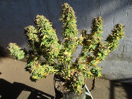 Click image for larger version

Name:	IMG_0839.JPG
Views:	351
Size:	1.28 MB
ID:	430201