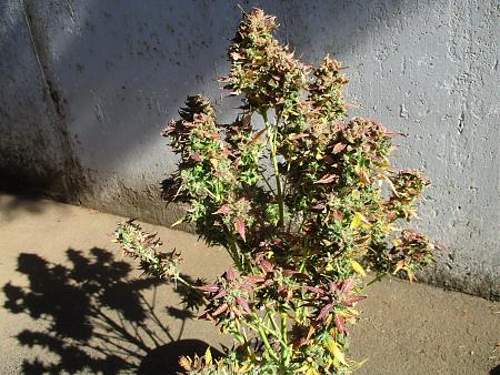 Click image for larger version

Name:	IMG_0843.JPG
Views:	586
Size:	1.26 MB
ID:	430224