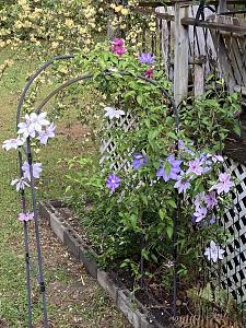 Click image for larger version

Name:	clematis apr1 copy.jpg
Views:	434
Size:	690.3 KB
ID:	395358