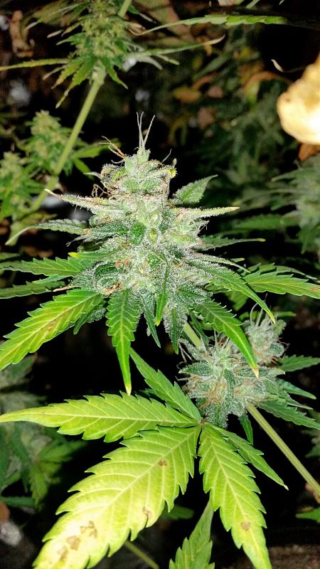 Click image for larger version

Name:	Blueberry x CJ seeds.jpg
Views:	262
Size:	950.6 KB
ID:	430494