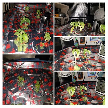 Click image for larger version

Name:	20180619_065605-COLLAGE.jpg
Views:	757
Size:	325.2 KB
ID:	216420
