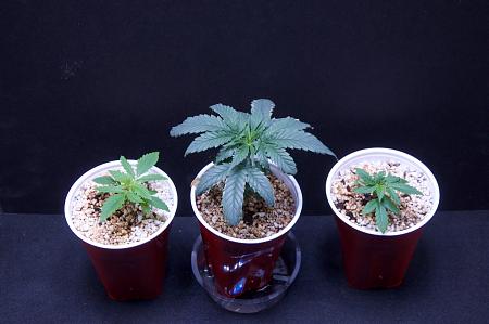Click image for larger version  Name:	Current Grow, Weeks 12, 10, 5 &amp; 3.jpg Views:	3 Size:	284.7 KB ID:	374013