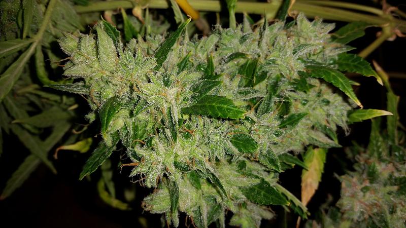 Click image for larger version

Name:	Cinderella Jack frost.jpg
Views:	237
Size:	988.3 KB
ID:	430668