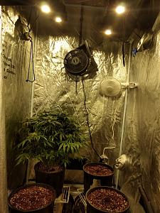 Click image for larger version

Name:	IMG_20190716_040034921_HDR-1382x1843.jpg
Views:	1079
Size:	761.7 KB
ID:	322496