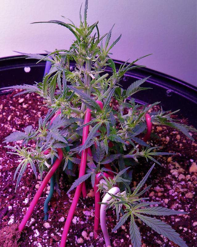 Click image for larger version

Name:	Bonsai Bud Day 38.jpg
Views:	190
Size:	4.25 MB
ID:	105633
