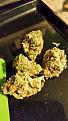 Click image for larger version

Name:	Banana Kush 2.jpg
Views:	741
Size:	814.3 KB
ID:	430996